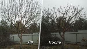Цены обрезку деревьев в Воронеже