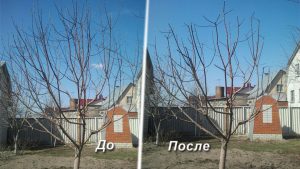 обрезка деревьев в Воронеже