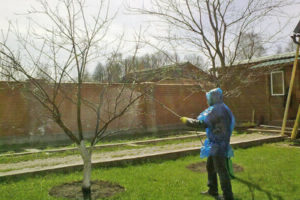 опрыскивание деревьев и кустарников в Воронеже